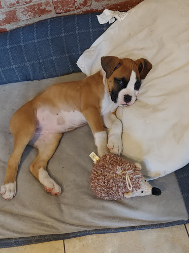 Pet Supply Store «Petco Animal Supplies», reviews and photos, 1622 Clark Street Rd, Auburn, NY 13021, USA