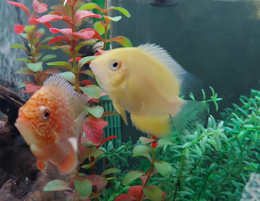 Pet Supply Store «PetSmart», reviews and photos, 4465 US-14, Crystal Lake, IL 60014, USA