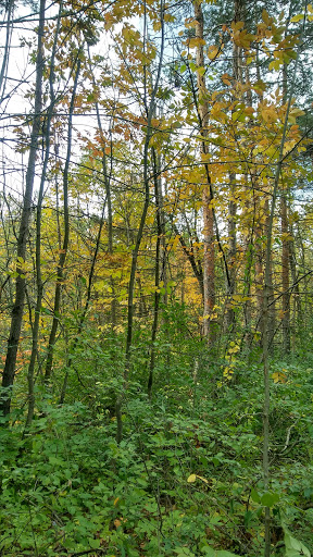 Nature Preserve «Scio Woods Preserve», reviews and photos, Scio Church Rd, Ann Arbor, MI 48103, USA