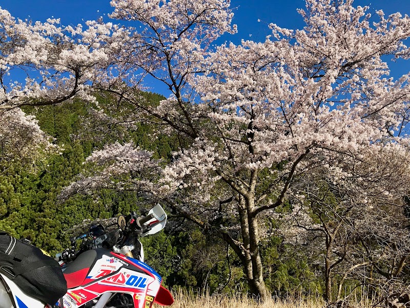 畑ケサカ桜公園