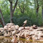 Photo n° 4 de l'avis de Aurélien.r fait le 20/08/2023 à 18:07 pour La Forêt des Singes à Rocamadour