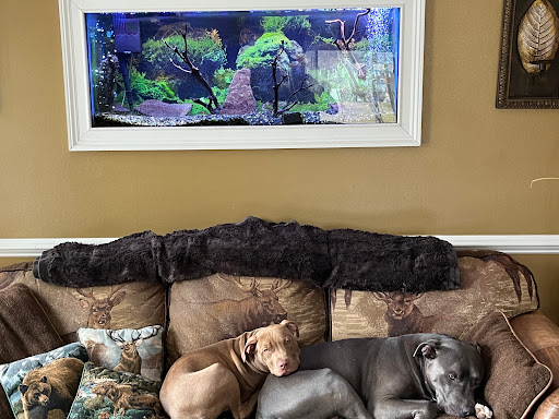 Clip Shoppe Groom & Board