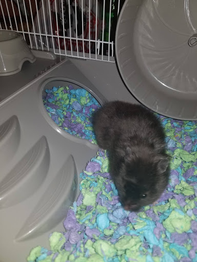 Pet Supply Store «PetSmart», reviews and photos, 1520 Pleasant Valley Rd, Manchester, CT 06042, USA