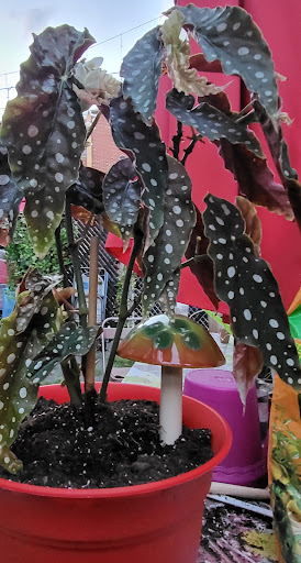 Gift Shop «Planet Earth Gallery», reviews and photos, 2385 PA-611, Scotrun, PA 18355, USA