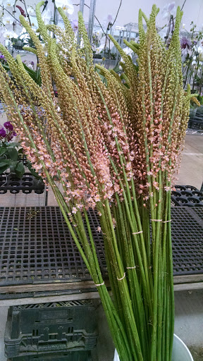 Florist «Portland Flower Market», reviews and photos, 3624 N Leverman St, Portland, OR 97217, USA