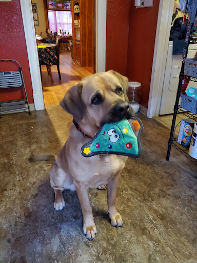 Valley Dog Grooming LLC