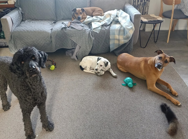 Reviews of The Dog You Have in Waitara - Dog trainer