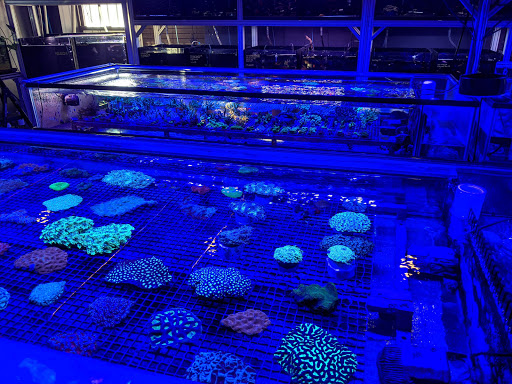 Tropical Fish Store «Manhattan Aquariums», reviews and photos, 522 W 37th St, New York, NY 10018, USA