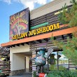 Mellow Mushroom Johnson City