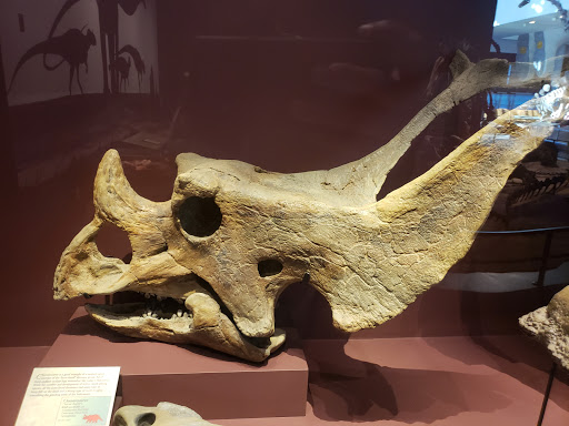 Tourist Attraction «Science Museum of Minnesota», reviews and photos, 120 W Kellogg Blvd, St Paul, MN 55102, USA