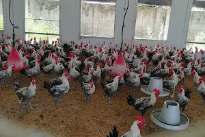 Poultry Research Institute, Punjab, Rawalpindi image