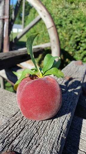 Produce Market «Richards Fruit Market», reviews and photos, 6410 Middle Rd, Middletown, VA 22645, USA