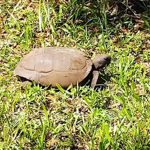 Park «Lake Park», reviews and photos, 17302 N Dale Mabry Hwy, Lutz, FL 33548, USA