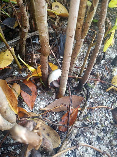 Thrift Store «Goodwill Donation Xpress», reviews and photos, 7800 South US Highway 17/92 #164, Casselberry, FL 32730, USA