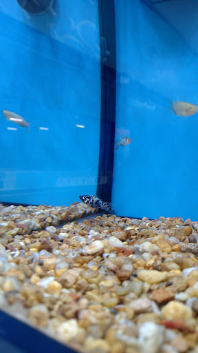 Pet Supply Store «Petco Animal Supplies», reviews and photos, 3680 Spencer Hwy, Pasadena, TX 77504, USA