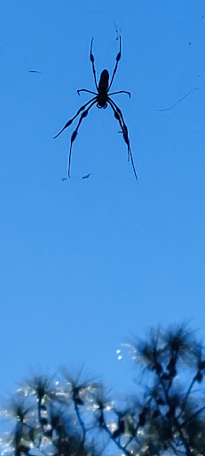 Nature Preserve «Woodmont Natural Area», reviews and photos, 7250 NW 80th Pl, Pompano Beach, FL 33321, USA