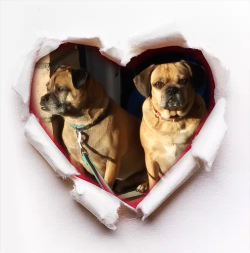 Pet Supply Store «The Naked Dog (Protein For Pets)», reviews and photos, 7385 Milliken Ave #120, Rancho Cucamonga, CA 91730, USA