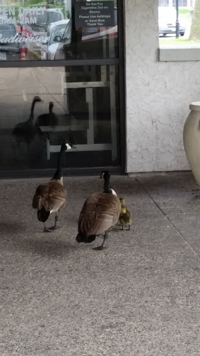 Bowling Alley «Cedarvale Lanes», reviews and photos, 3883 Cedar Grove Pkwy, Eagan, MN 55122, USA