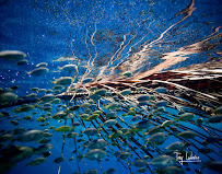 Tony Ludovico Photography - Photo 5 - Car repair in , Port St. Lucie