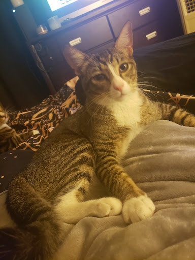 Pet Supply Store «Petco Animal Supplies», reviews and photos, 5850 Sepulveda Blvd, Van Nuys, CA 91411, USA