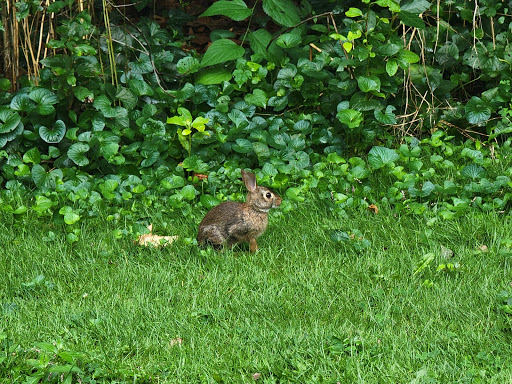 State Park «Valley Stream State Park», reviews and photos, Valley Stream State Park Rd, Valley Stream, NY 11580, USA