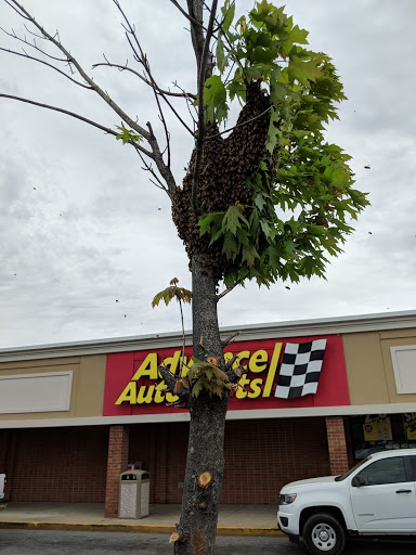 Auto Parts Store «Advance Auto Parts», reviews and photos, 626 Shoal Creek Mall, Cambridge, MD 21613, USA