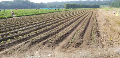 Farm «Jones Family Farms», reviews and photos, 606 Walnut Tree Hill Rd, Shelton, CT 06484, USA