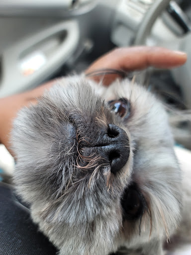 Pet Store «Oak Clips Pet Boutique & Grooming», reviews and photos, 502 N Edgefield Ave, Dallas, TX 75208, USA