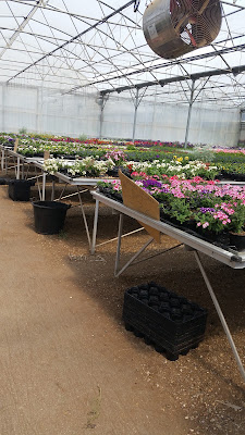 Fleurs du Mesnil SARL à Le Tréport
