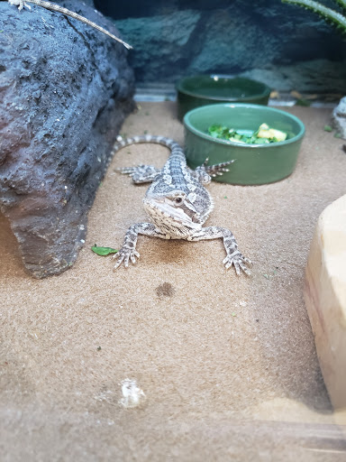 Pet Supply Store «Petco Animal Supplies», reviews and photos, 86 Storrs Rd, Mansfield Center, CT 06250, USA