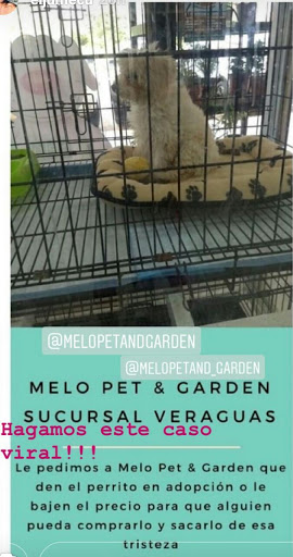 Melo Pet & Garden | Transistmica