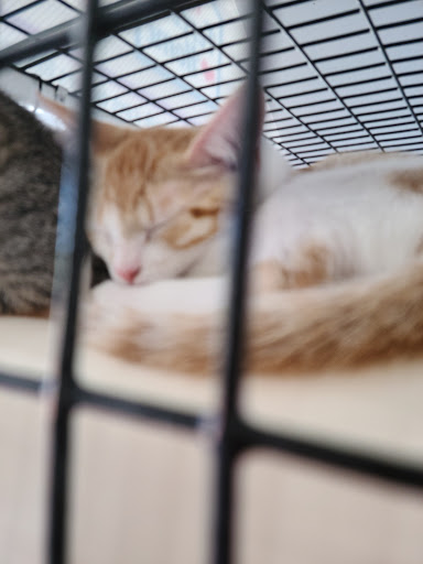 Pet Store «Pet Supermarket, Inc.», reviews and photos, 1938 FL-44 #40, New Smyrna Beach, FL 32168, USA