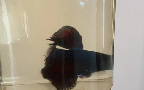 Splendens Betta Mala image