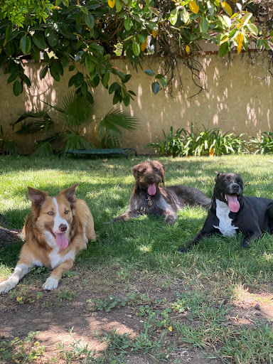 All Dogs Society image