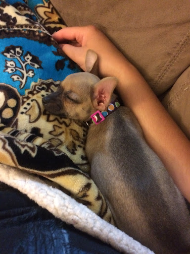 Pet Store «PetSmart», reviews and photos, 727 N Hwy 67, Cedar Hill, TX 75104, USA