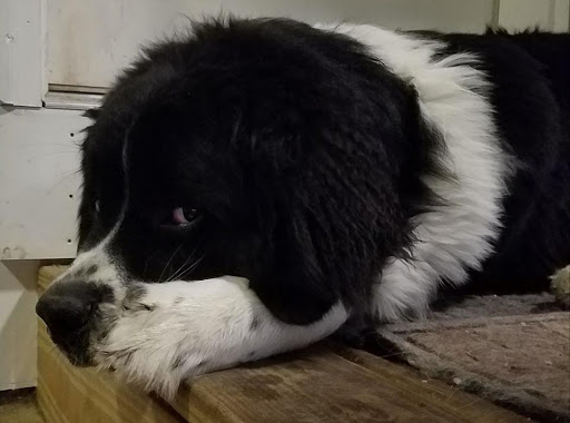 Pet Supply Store «Pet Supplies Plus», reviews and photos, 713 Brandilynn Blvd, Cedar Falls, IA 50613, USA