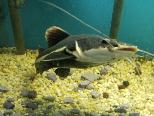 Pet Store «Animal Kingdom», reviews and photos, 436 Main St, East Orange, NJ 07018, USA