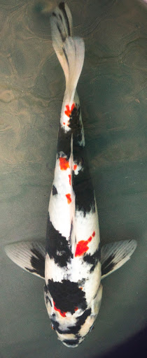 Cali Koi image