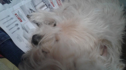 Pet Store «Phase II Pet Grooming», reviews and photos, 1700 Mile Hill Dr, Port Orchard, WA 98366, USA