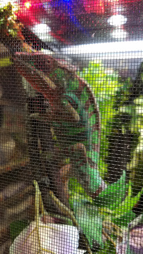 Pet Store «A Family Pet Center», reviews and photos, 6230 N Lockwood Ridge Rd, Sarasota, FL 34243, USA