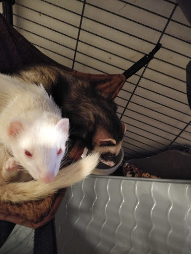 Pet Supply Store «Petco Animal Supplies», reviews and photos, 2450 Monarch Dr #105, Laredo, TX 78045, USA