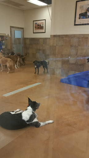 Pet Supply Store «PetSmart», reviews and photos, 131 Highlands Blvd Dr, Manchester, MO 63011, USA