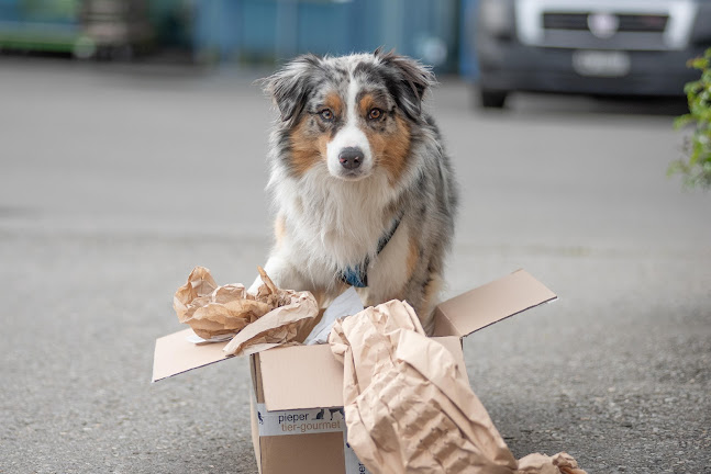 Rezensionen über Tierheilpraxis Rita / Hundeschule in Freienbach - Hundeschule