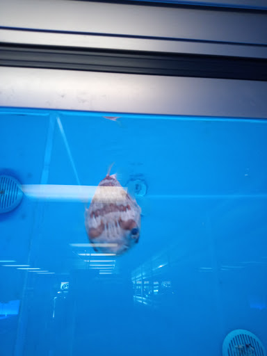 Pet Store «The Aquarium & Fish Store», reviews and photos, 710 W Lumsden Rd, Brandon, FL 33511, USA