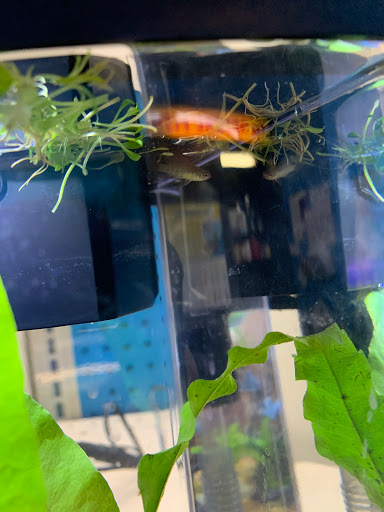 Pet Supply Store «Pet Supermarket», reviews and photos, 10291 Pines Blvd, Pembroke Pines, FL 33026, USA