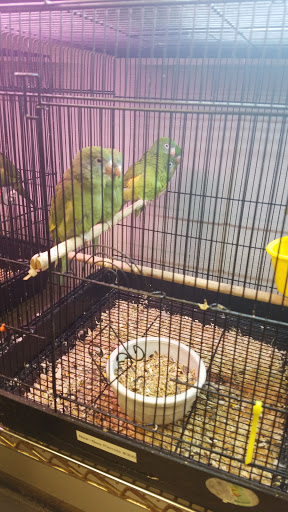 Pet Store «Parrots Of The World Aquarium and Pet Center», reviews and photos, 316 Sunrise Hwy #1, Rockville Centre, NY 11570, USA