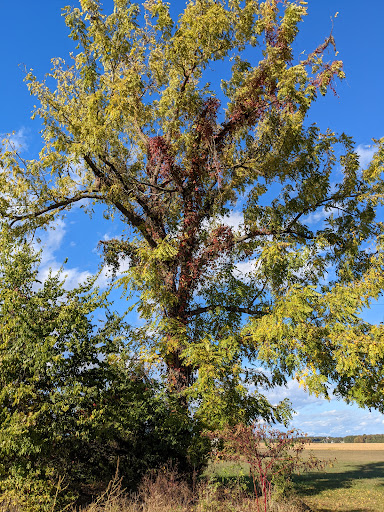 Bed & Breakfast «Belle Grove Plantation Bed and Breakfast», reviews and photos, 9221 Belle Grove Dr, King George, VA 22485, USA