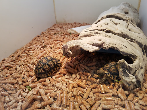 Amazon Reptile Center image