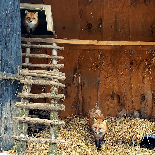 Zoo «Lupa Zoo», reviews and photos, 62 Nash Hill Rd, Ludlow, MA 01056, USA