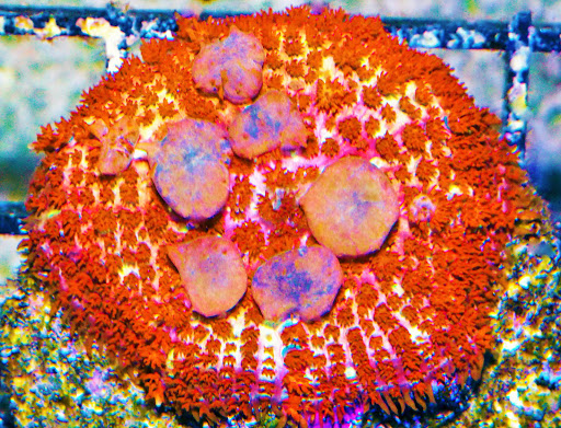 Pet Supply Store «Pacific East Aquaculture», reviews and photos, 107 School St, Mardela Springs, MD 21837, USA